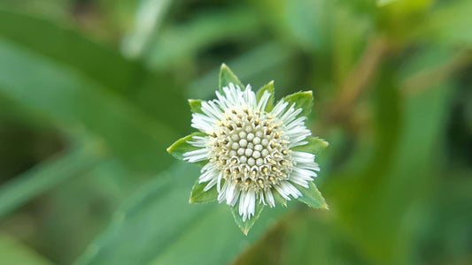 Nurturing Liver Health with Ayurveda