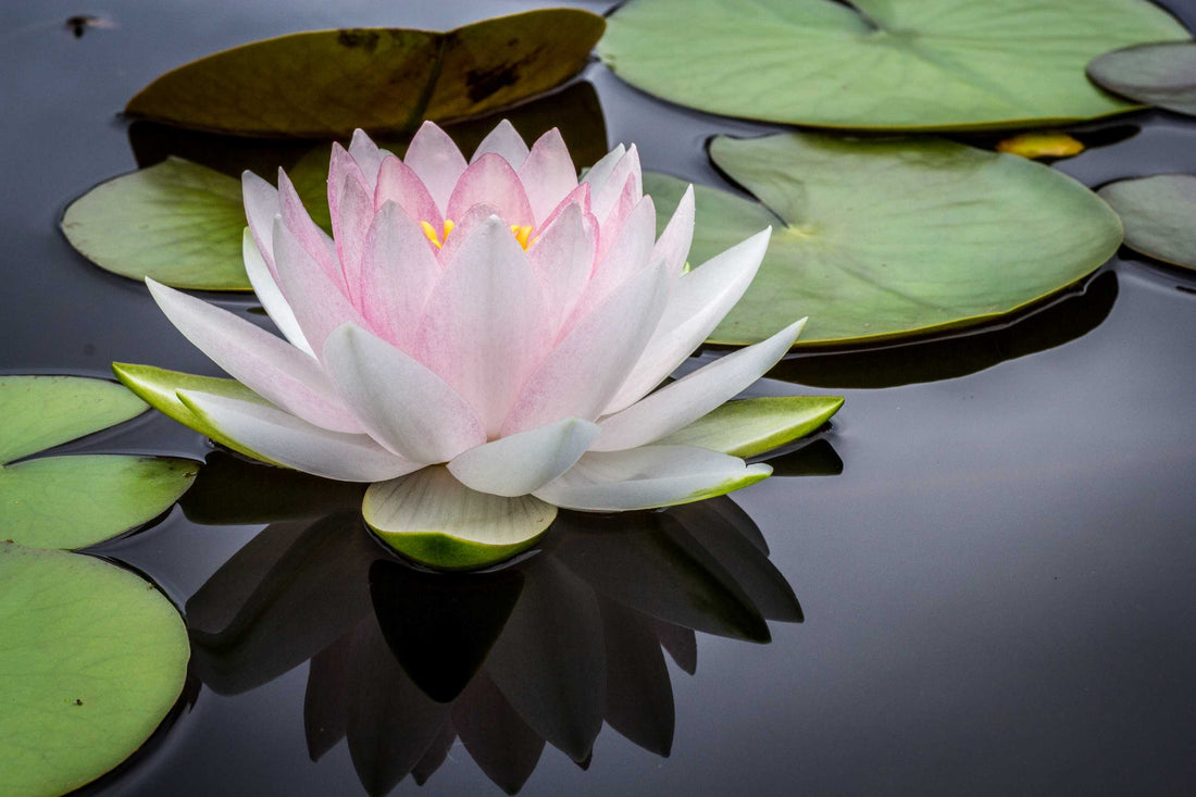 Discovering Ayurveda: Ancient Wisdom for Modern Lives