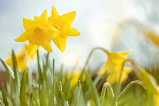 Spring's Awakening: Ayurveda, Silk Route Incense, and Herbal Remedy Teas