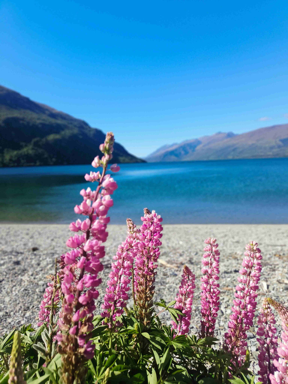 A Reflection of the Year and Some New Year Ideas